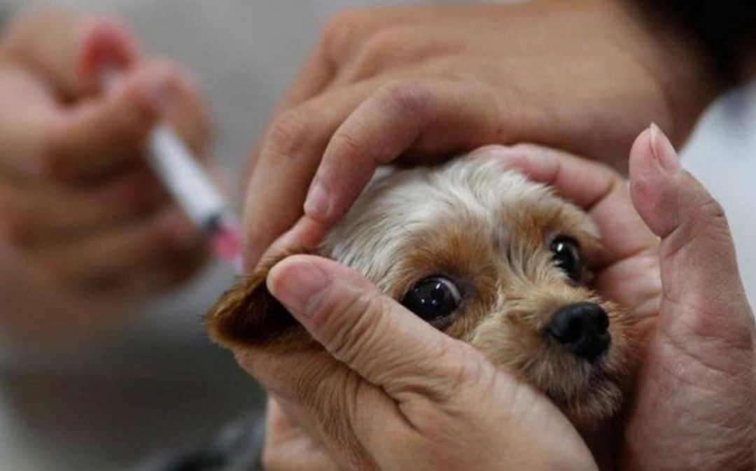 Combien de jours un chien peut-il survivre sans manger s'il les intestins sont retournés » ></p>
<p>Ce virus détruit les organes du système digestif du chien. En surface, cela ressemble à une gastro-entérite, c’est pourquoi on l’appelle communément inversion intestinale. Cependant, comme il ne s’agit pas d’une maladie gastro-intestinale courante, elle ne sera pas guérie en suivant le traitement des maladies gastro-intestinales. Si un chiot âgé de deux à trois mois a la diarrhée et des vomissements et n'a pas été vacciné, vous devez vous rendre le plus tôt possible à l'hôpital et le faire examiner par un médecin. Si c'estinfecté par le parvovirus, plus il est traité tôt, plus il a de chances de survivre. grand. </p> 
        </div>
        <div class=