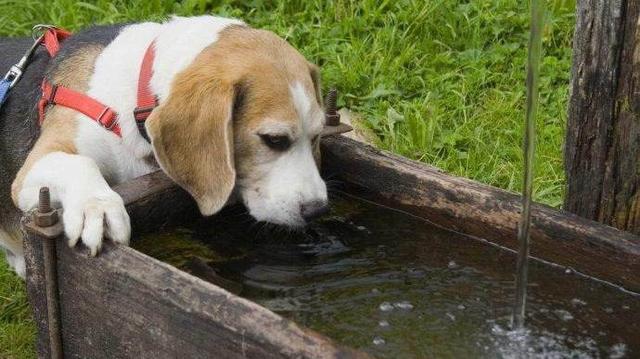 ¿Por qué un perro bebe mucha agua y orina? ¿mucho? Perro Razones por las que los perros beben mucha agua y orinan