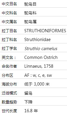 非洲鸵鸟简介知识 非洲鸵鸟图片介绍