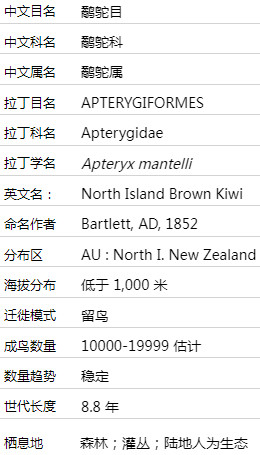 北岛褐几维鸟介绍 北岛褐几维知识图片