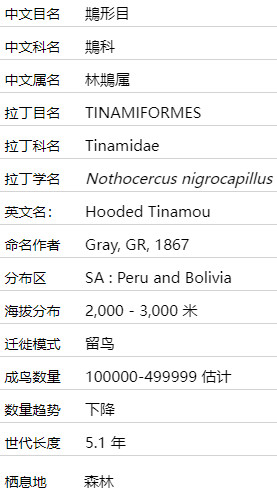 灰头白喉林䳍是什么鸟 灰头白喉林䳍介绍及图片