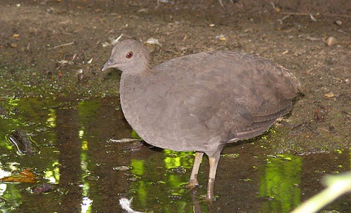 灰穴䳍介紹及圖片灰穴䳍是什麼鳥