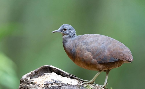 小穴䳍介紹及圖片小穴䳍是什麼鳥