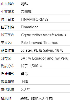 淡眉穴䳍介绍及图片 淡眉穴䳍是什么鸟